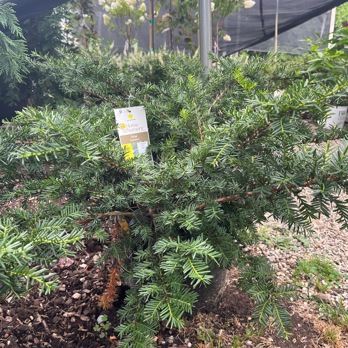 Everlow Yew