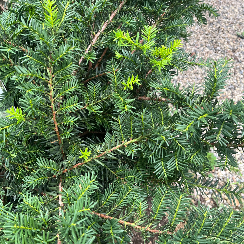 Everlow Yew