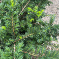 Everlow Yew