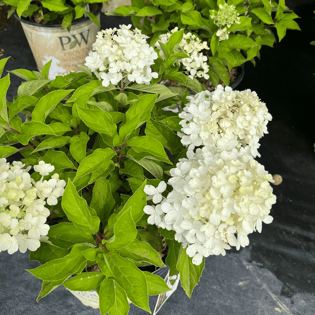 Tidbit Fire Light Hydrangea