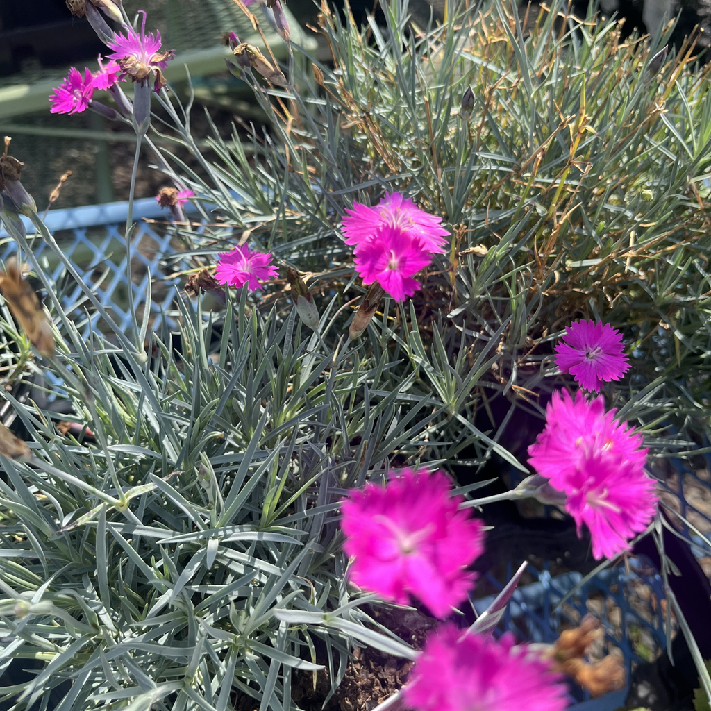 Firewitch Carnation Dianthus