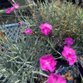 Firewitch Carnation Dianthus