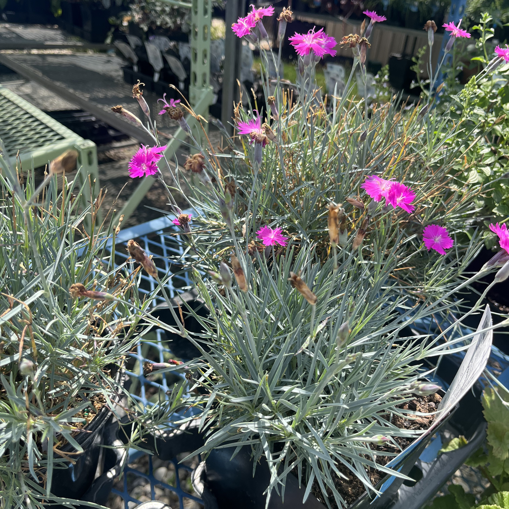 Firewitch Carnation Dianthus