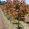 Flame Thrower Redbud