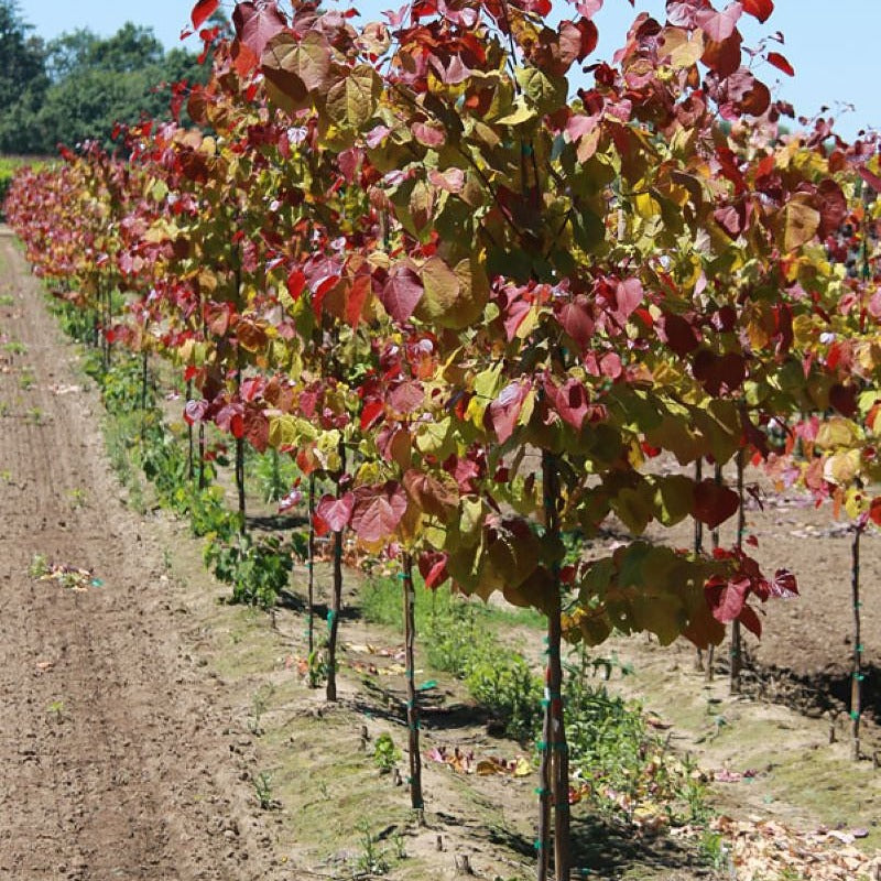 Flame Thrower Redbud