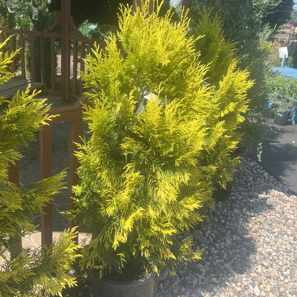 Forever Goldy Arborvitae