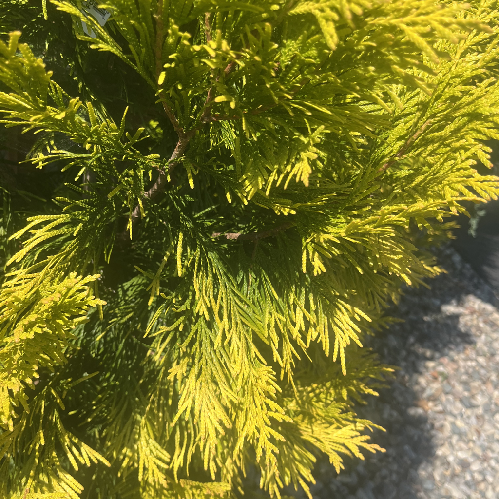 Forever Goldy Arborvitae