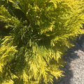 Forever Goldy Arborvitae
