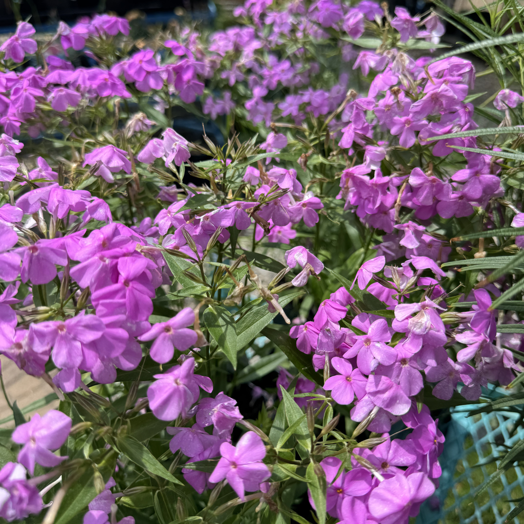 Forever Pink Garden Phlox