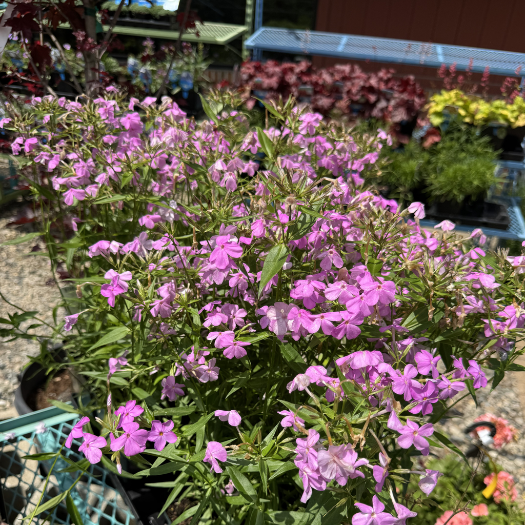 Forever Pink Garden Phlox