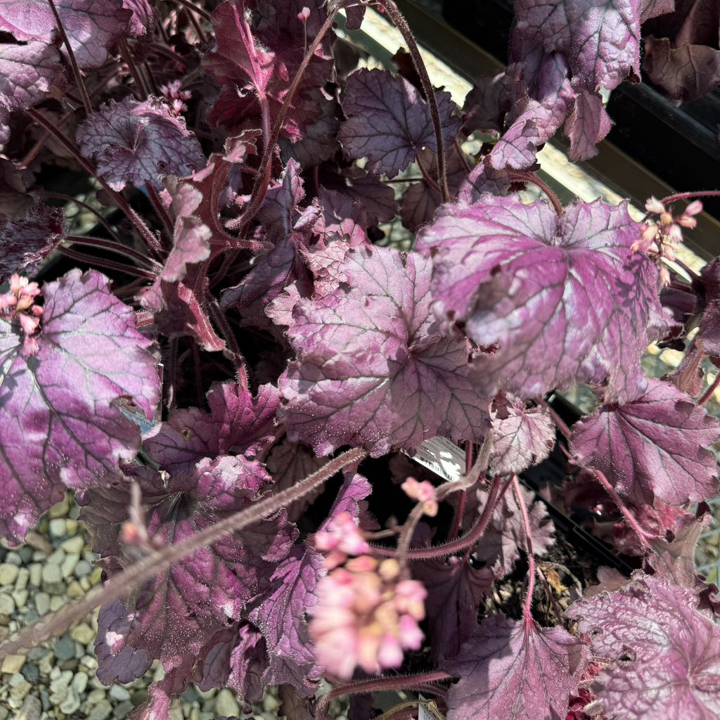 Forever Purple Coral Bells