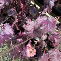 Forever Purple Coral Bells