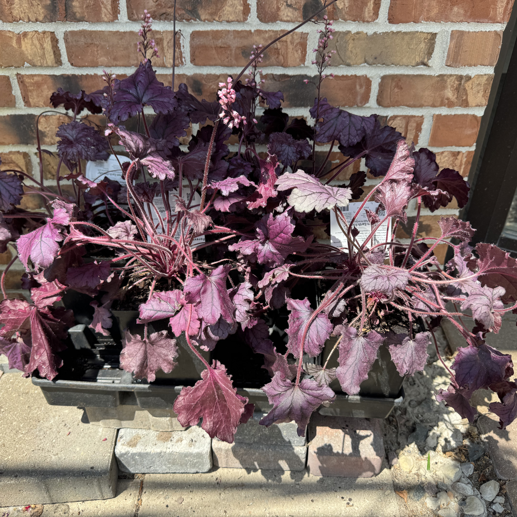 Forever Purple Coral Bells