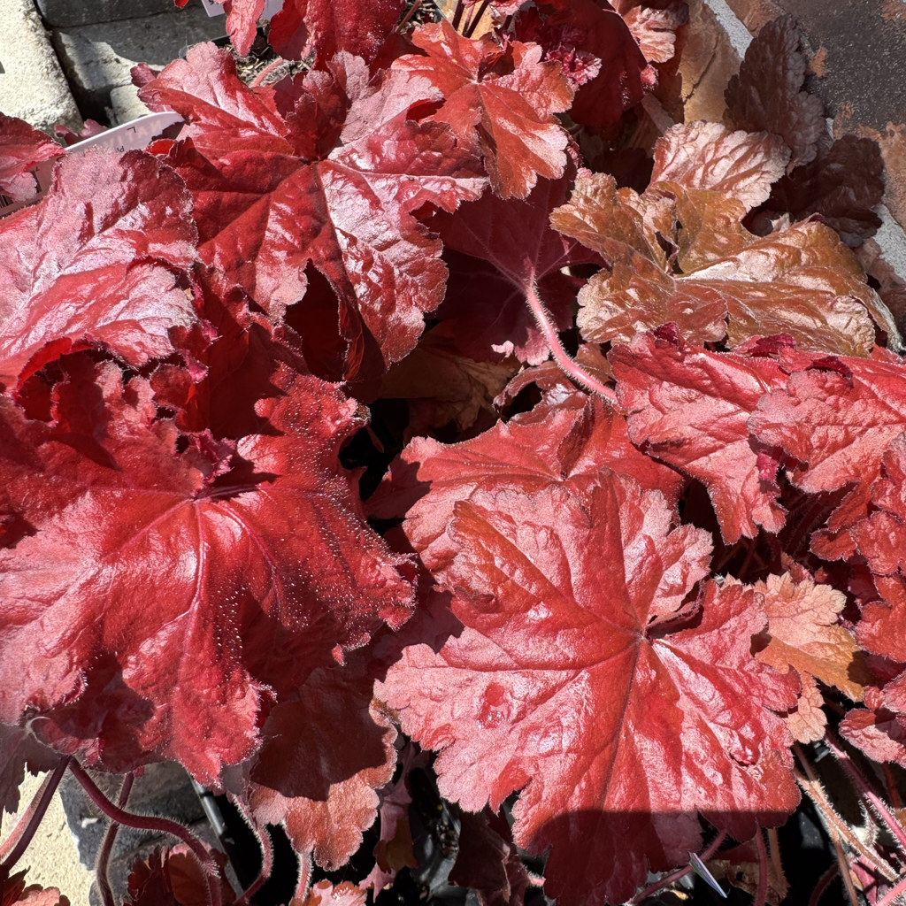 Forever Red Coral Bells