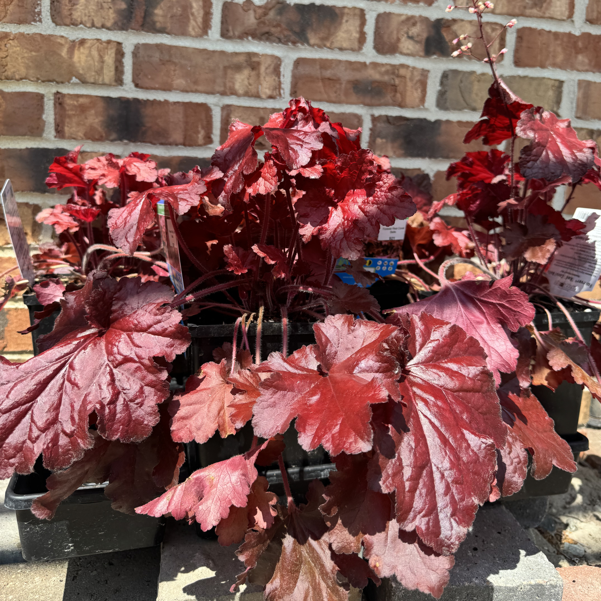 Forever Red Coral Bells