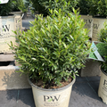 Gem Box Inkberry Holly