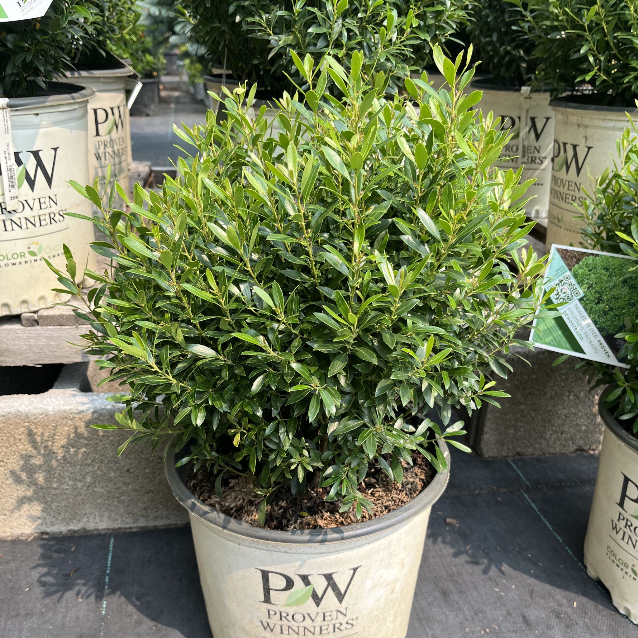 Gem Box Inkberry Holly