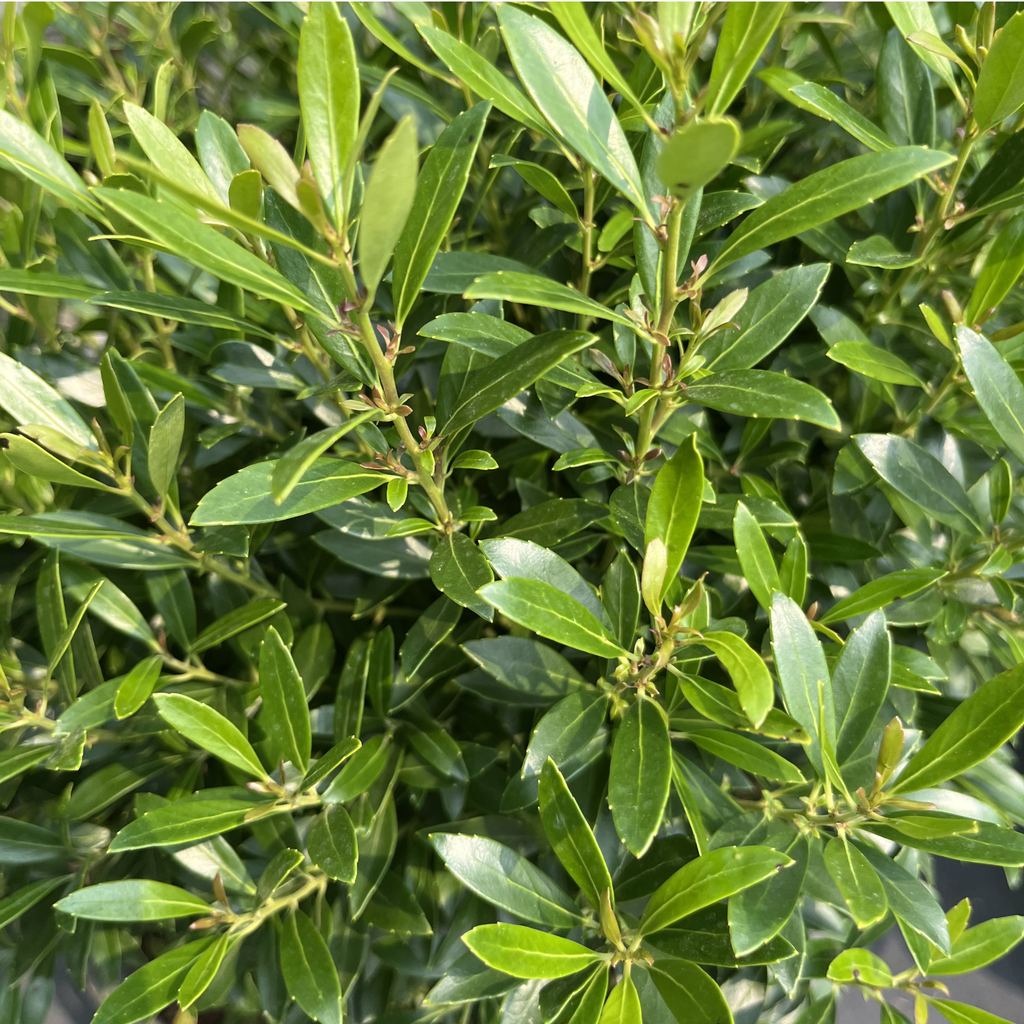 Gem Box Inkberry Holly