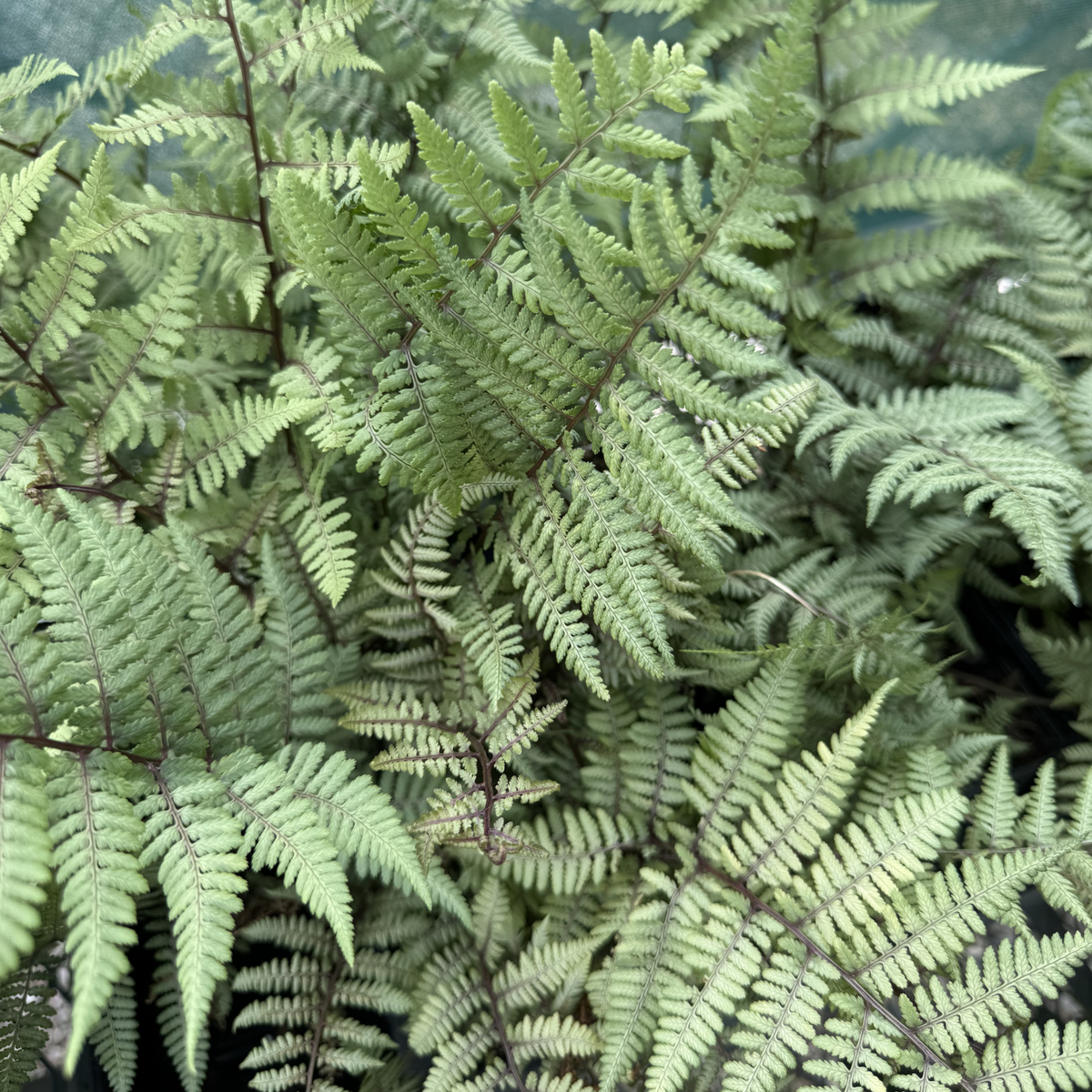 Ghost Lady Fern