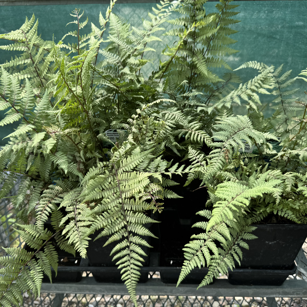 Ghost Lady Fern