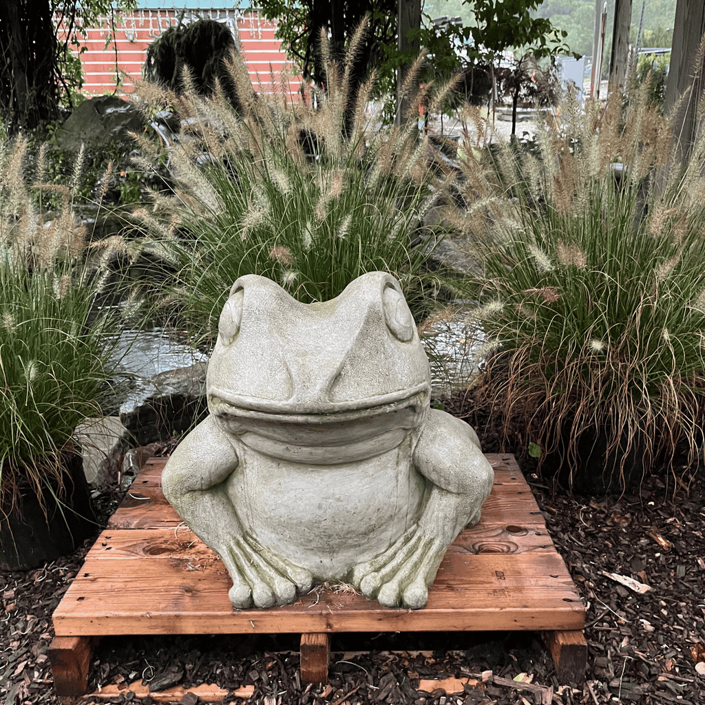 Giant Garden Frog