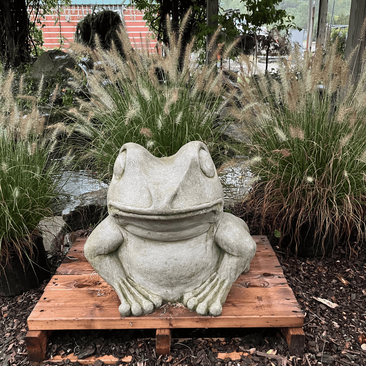 Giant Garden Frog