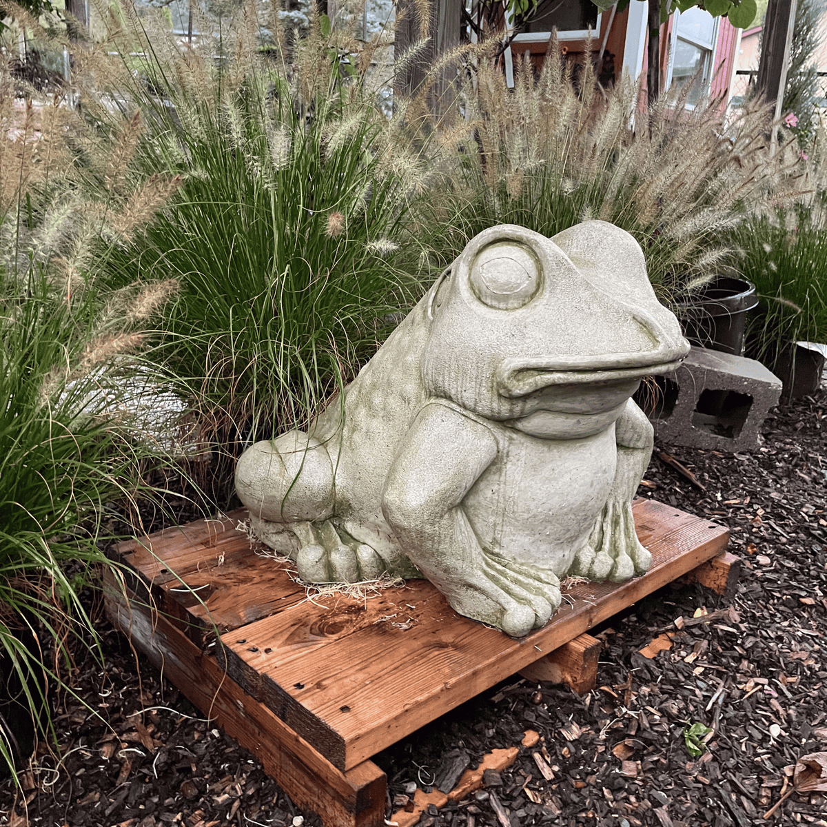 Giant Garden Frog