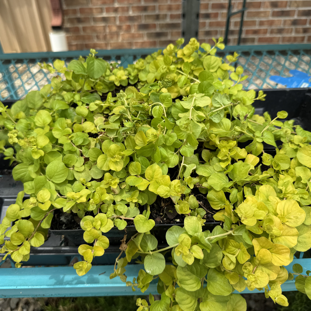 Golden Creeping Charley