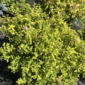 Goldmound Spirea