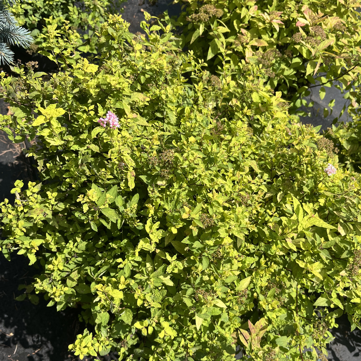 Goldmound Spirea