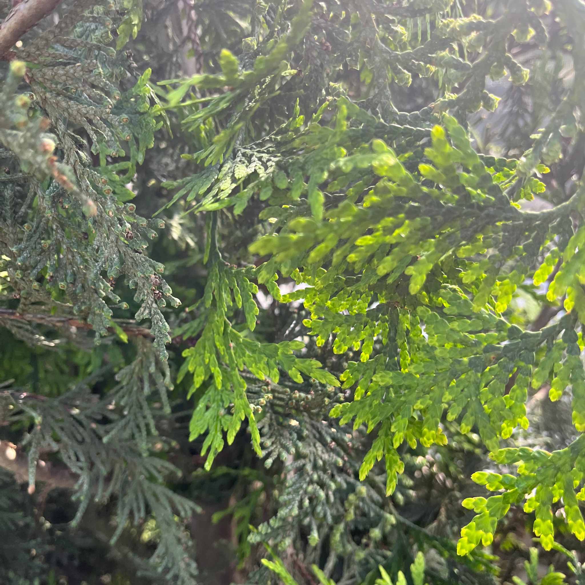 Green Giant Arborvitae