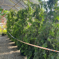 Green Giant Arborvitae