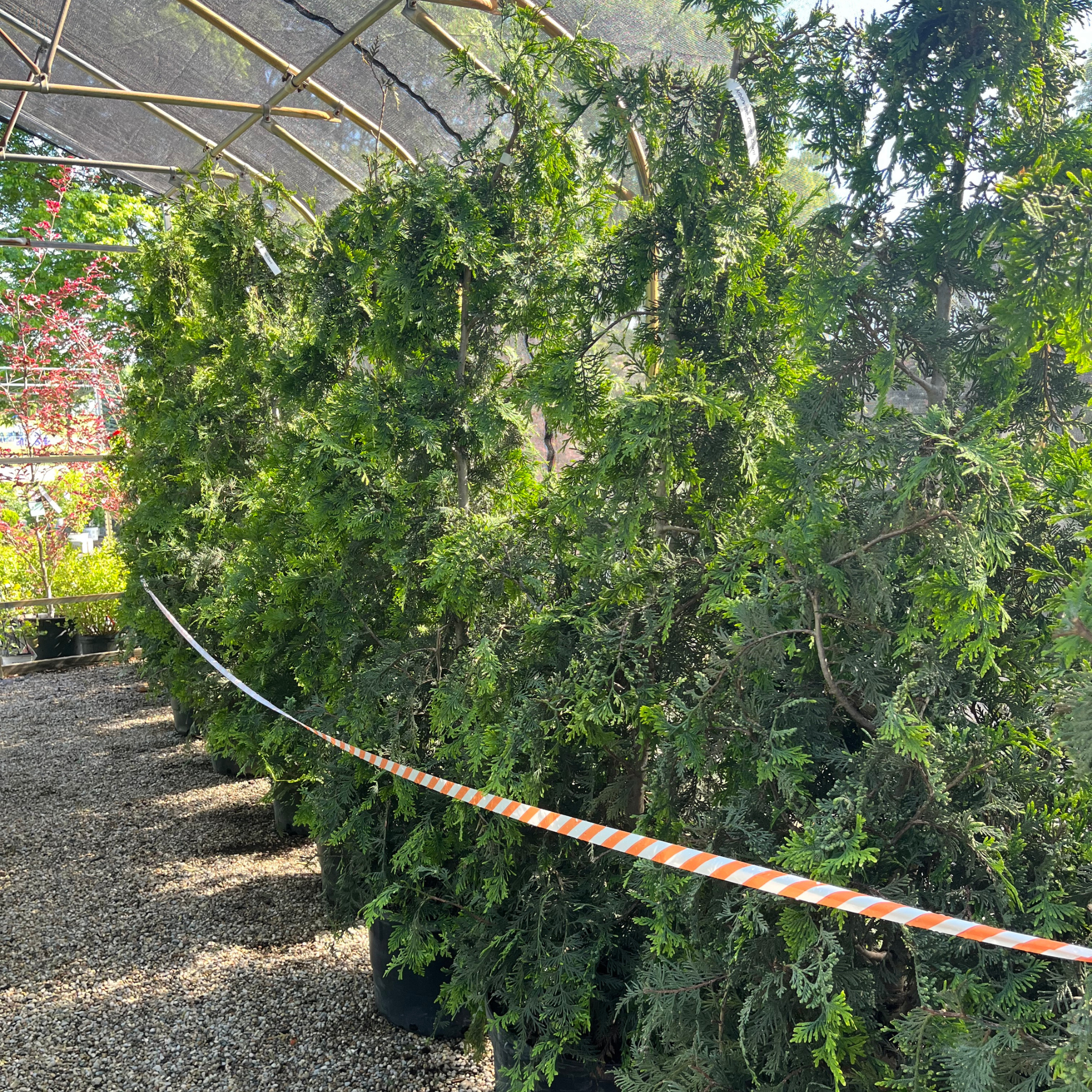 Green Giant Arborvitae