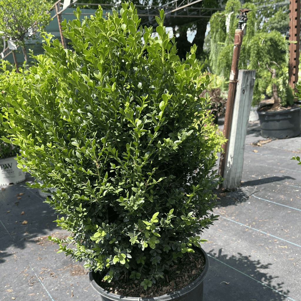 Green Mountain Boxwood