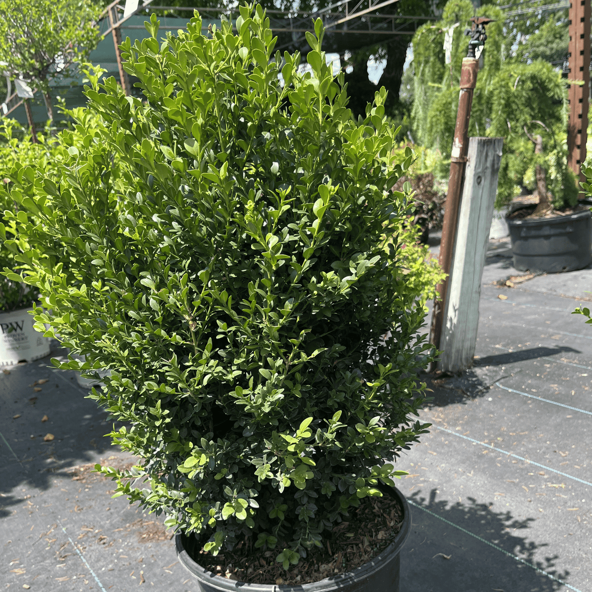 Green Mountain Boxwood