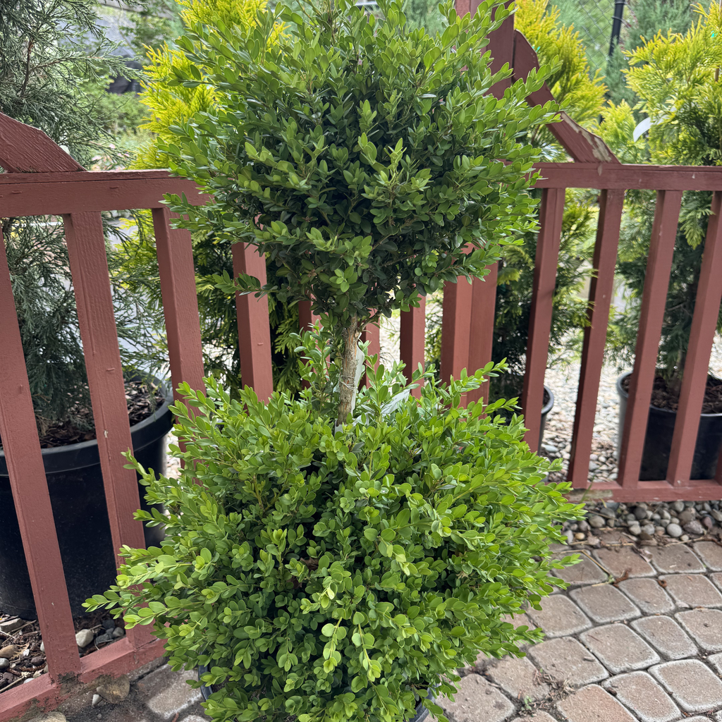 Green Mountain Boxwood Pom-Pom