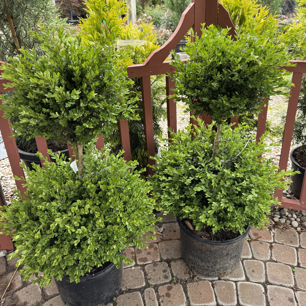 Green Mountain Boxwood Pom-Pom