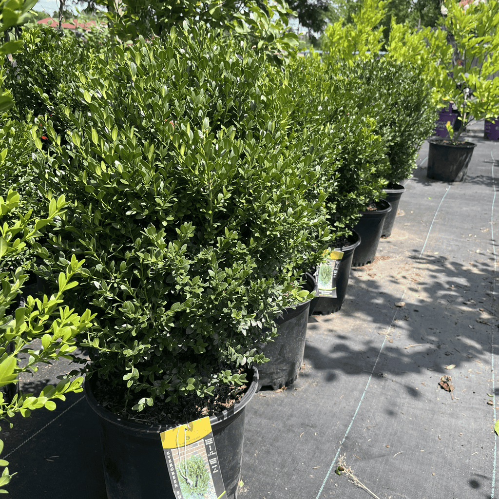 Green Mountain Boxwood