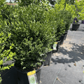 Green Mountain Boxwood