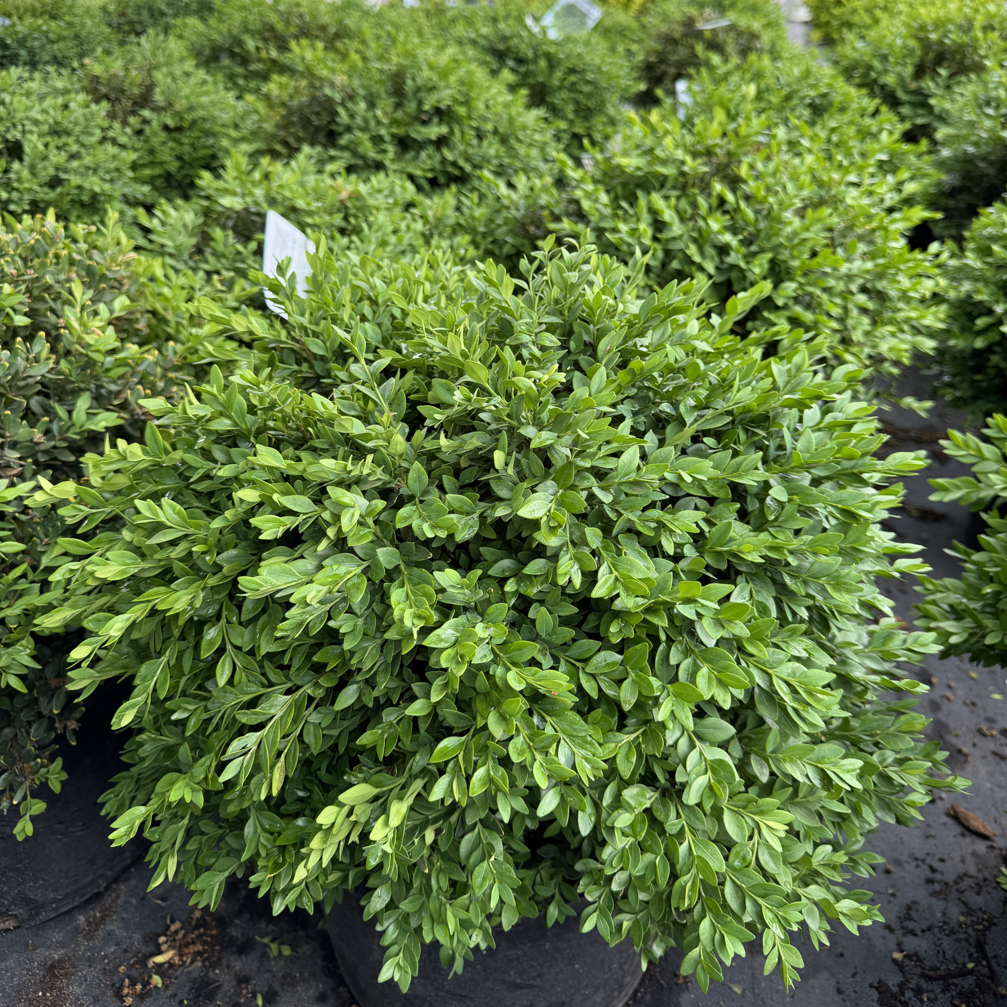 Green Velvet Boxwood