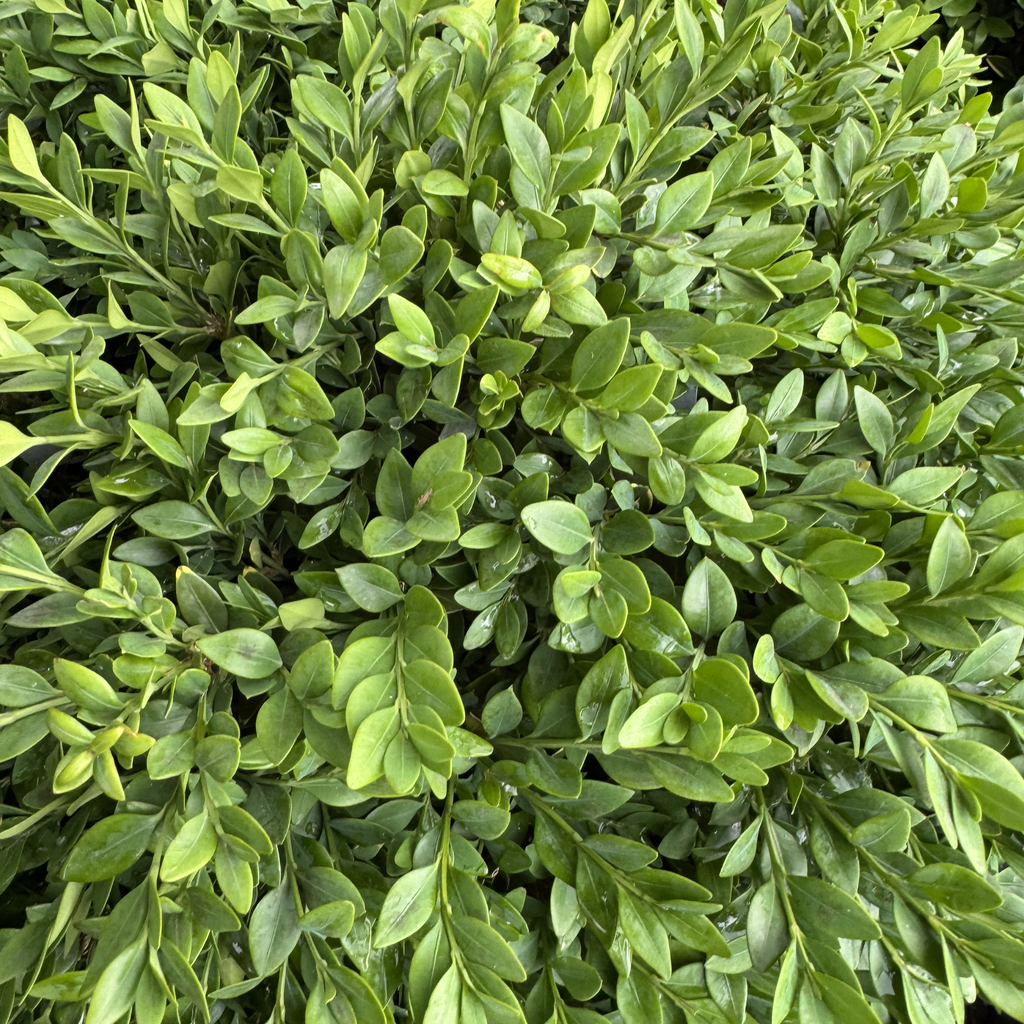 Green Velvet Boxwood
