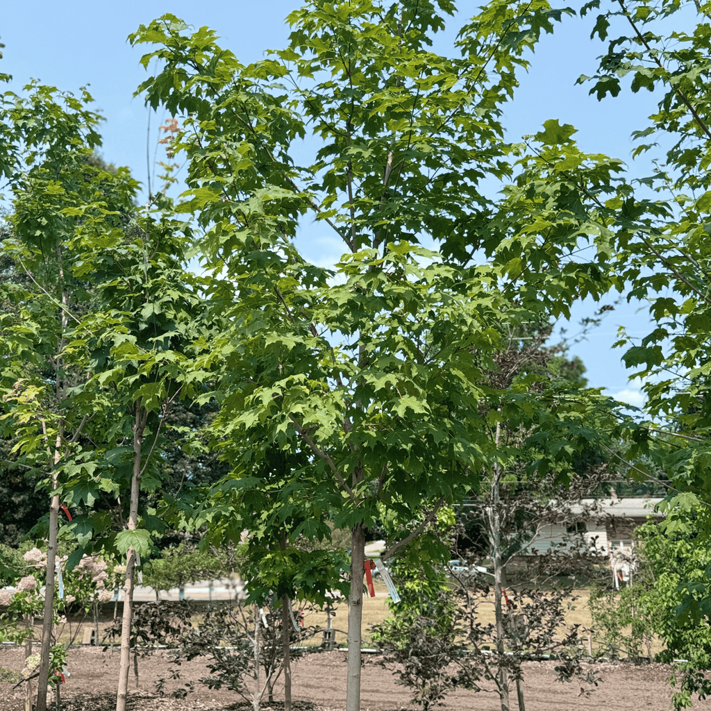 Green Mountain Sugar Maple