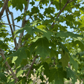 Green Mountain Sugar Maple