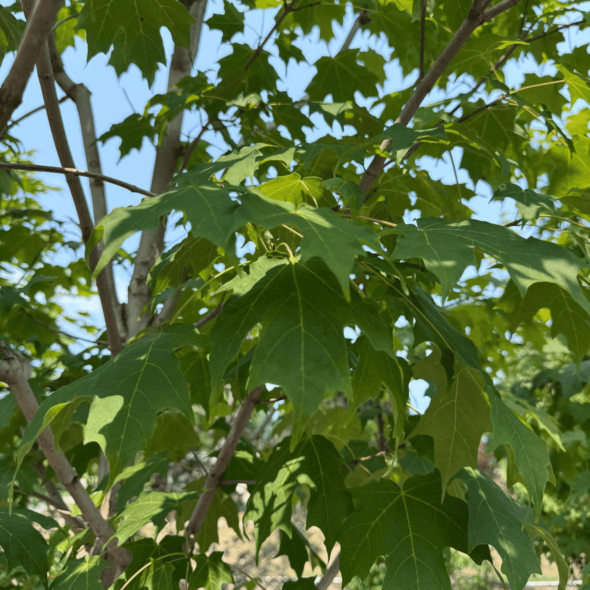 Green Mountain Sugar Maple
