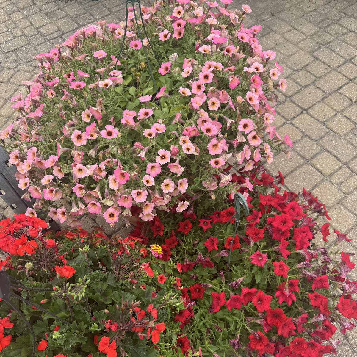 Hanging Basket - Mixed Annual Flowers