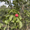 Heart Throb Kousa Dogwood