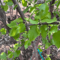 Heritage River Birch