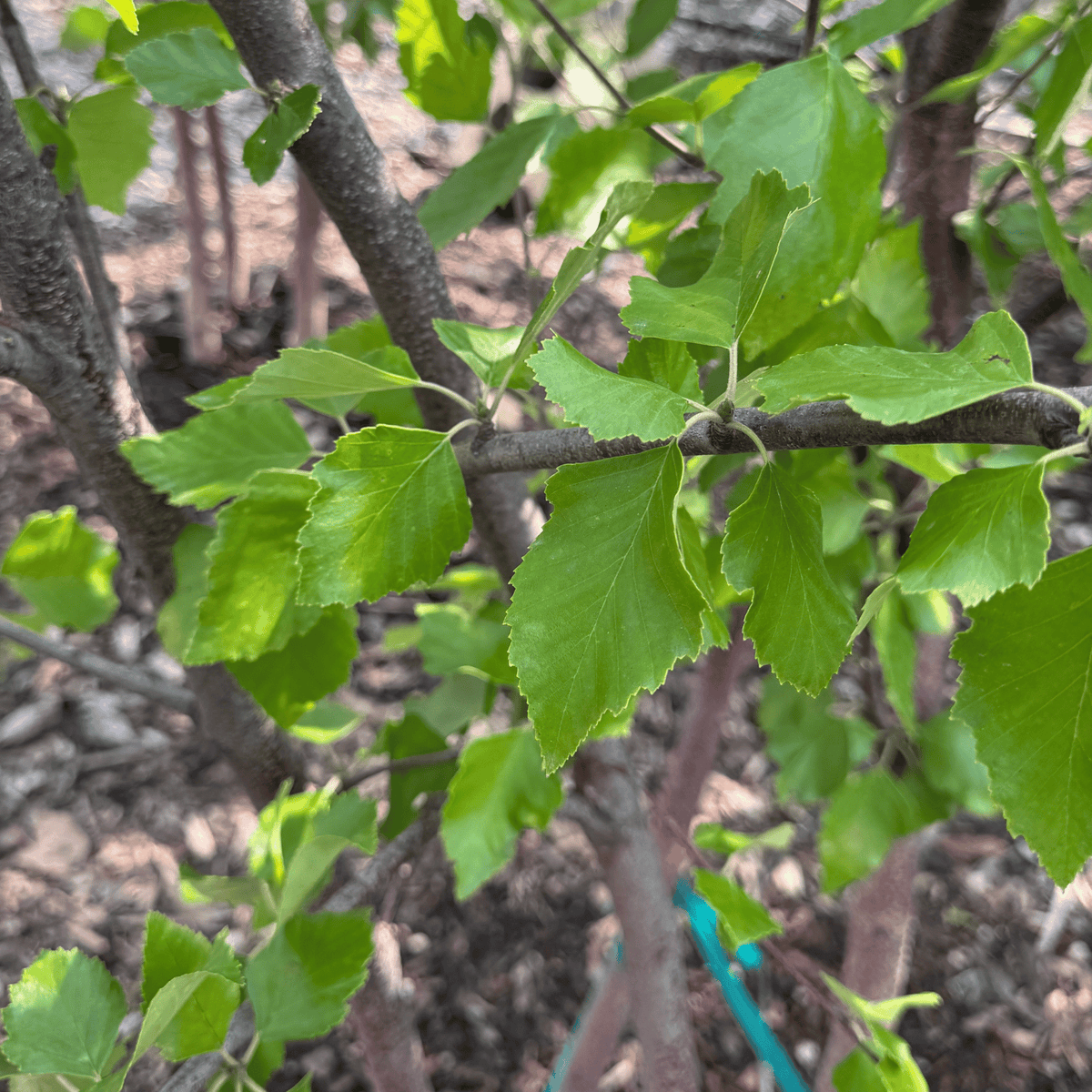 Heritage River Birch