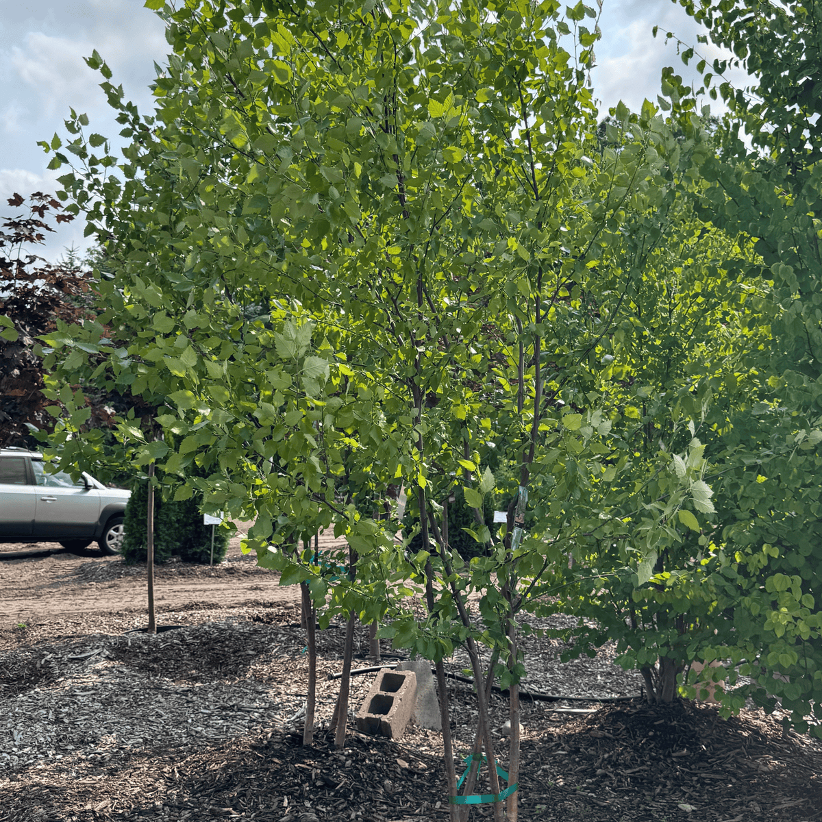 Heritage River Birch