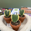 Hoya Hearts